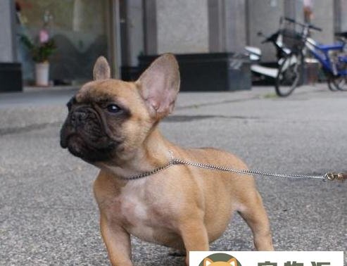 法国斗牛犬的优点与缺点