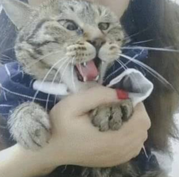 猫吃鱼会被刺卡到吗-猫被鱼刺卡住了怎么办