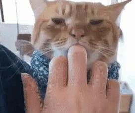 猫咪轻轻咬你代表什么-别人让你咬咬牙坚持一下该如何客套 猫咪轻轻咬你代表什么-别人让你咬咬牙坚持一下该如何客套