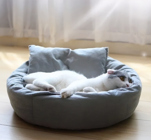 0度左右猫会冻死吗-猫右眼睛睁不开怎么办