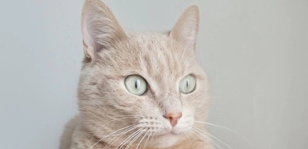 怎么判断猫咪发烧了-猫咪温度多高算发烧