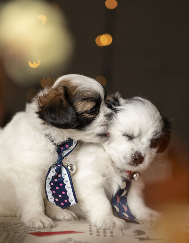犬窝咳用什么药治疗最有效-犬窝咳如何治疗