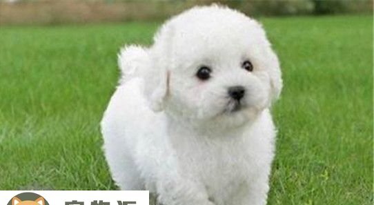 纯种比熊怎么区分-纯种比熊犬辨别方法