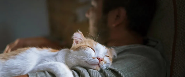 0度左右猫会冻死吗-猫右眼睛睁不开怎么办