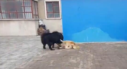 高加索犬与藏獒打架-高加索犬跟藏獒那个厉害