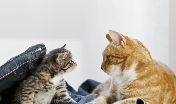 猫瘟有什么症状表现-猫瘟对症疗法和注意事项