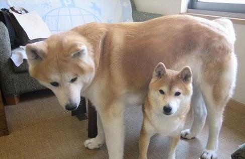 秋田犬和柴犬的区别在哪-如何区分柴犬与秋田犬