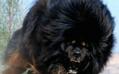 鬼獒pk藏獒-鬼獒对战比特犬谁胜算大