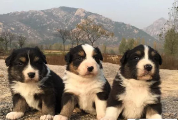 怎样训练狗放羊方法-怎样训练边境牧羊犬放羊
