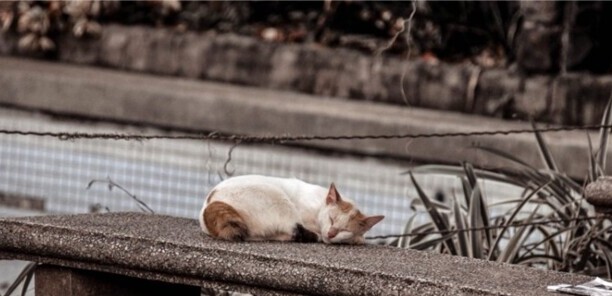 怎么判断猫咪发烧了-猫咪温度多高算发烧