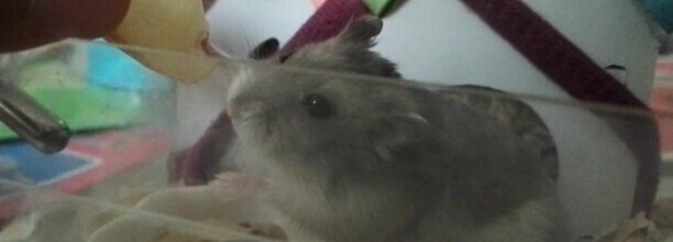 仓鼠怎么养不容易死