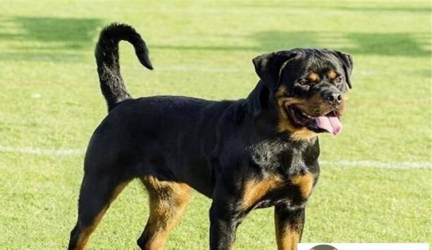 罗威纳幼犬好不好养-罗威纳犬一只多少钱