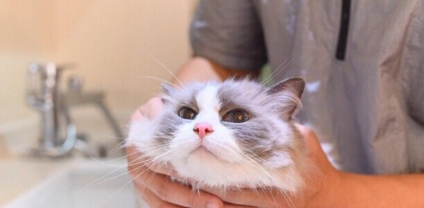 猫咪洗澡多少钱一次-小猫送宠物店洗澡要多少钱