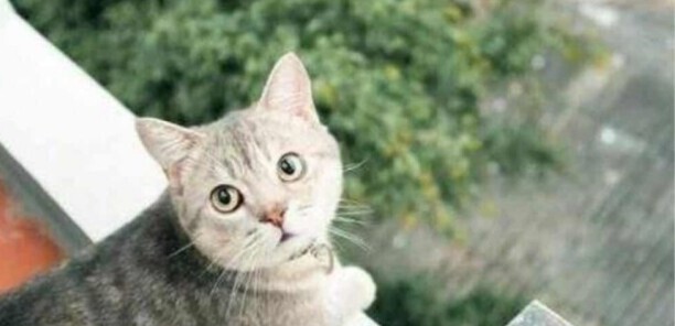 怎么判断猫咪发烧了-猫咪温度多高算发烧