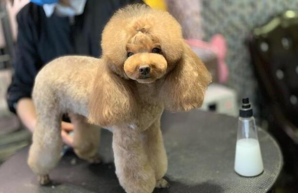狗的寿命最长能活多少年-活了20年的狗算是老的吗