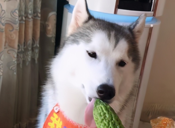 狗狗上火吃什么好?7种降火食物,建议收藏 狗狗上火吃什么好?7种降火食物,建议收藏