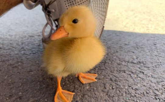 柯尔鸭怎么养 柯尔鸭怎么养