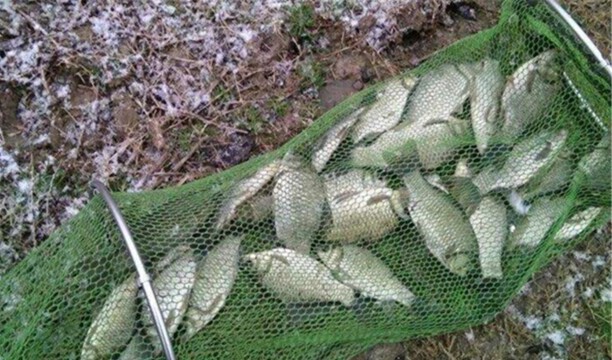 冬天鲫鱼钓深水还是浅水-冬天大板鲫深水还是浅水