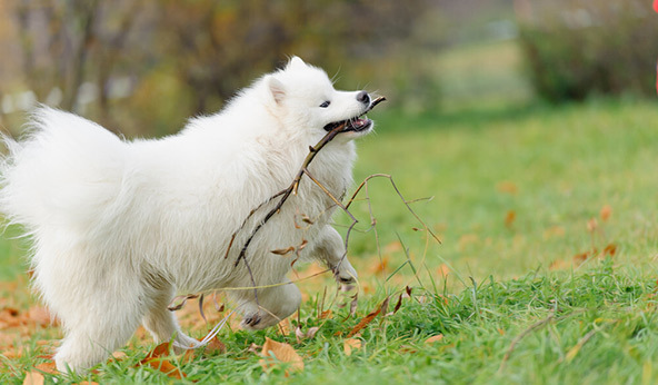 萨摩耶犬好养吗