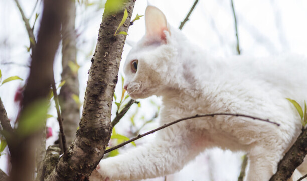 德文卷毛猫大概多少钱一只-三花德文卷毛猫什么价