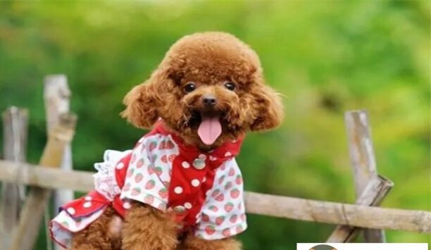 济南可以养贵宾犬吗-山东宠物市场排名
