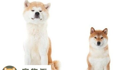 秋田犬与柴犬的区别-柴犬和秋田犬的区别是什么