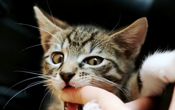 猫咪轻轻咬你代表什么-别人让你咬咬牙坚持一下该如何客套 猫咪轻轻咬你代表什么-别人让你咬咬牙坚持一下该如何客套