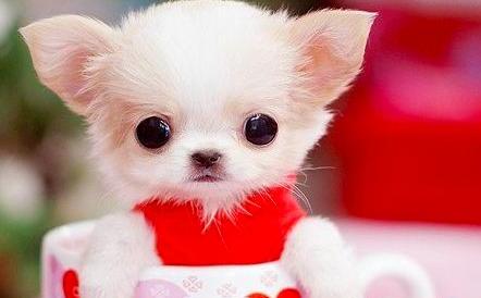 茶杯犬好不好养活-饲养茶杯犬的经验