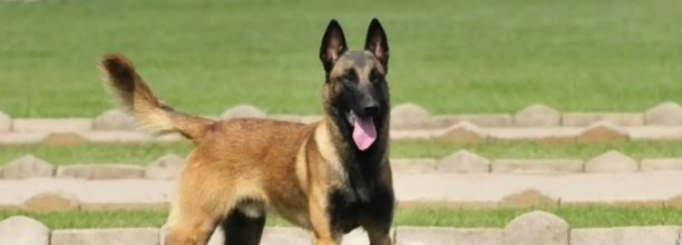 成年马犬冬天在室外怕冷吗