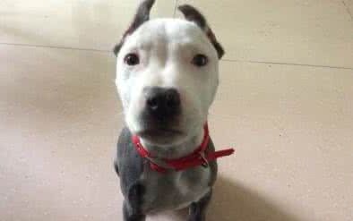 世界名犬——斯塔福 世界名犬——斯塔福
