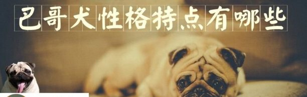 巴哥犬性格特点有哪些-巴哥犬的生活习性 巴哥犬性格特点有哪些-巴哥犬的生活习性