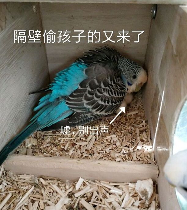 虎皮鹦鹉繁殖前兆是什么-虎皮鹦鹉的受孕过程 虎皮鹦鹉繁殖前兆是什么-虎皮鹦鹉的受孕过程