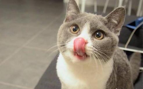 猫咪食欲不振怎么办-小猫咪食欲不振的解决方法