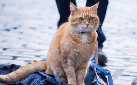 流浪猫鲍勃是什么品种