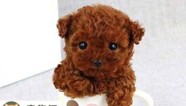 茶杯贵宾犬价格-有一元一只的茶杯犬吗 茶杯贵宾犬价格-有一元一只的茶杯犬吗