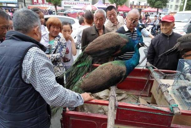 人工喂养蓝孔雀1500元一只,市民围观看稀奇但无人购买 人工喂养蓝孔雀1500元一只,市民围观看稀奇但无人购买