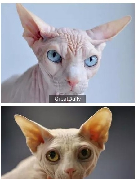 世界十大最贵的猫-宠物猫10大排名