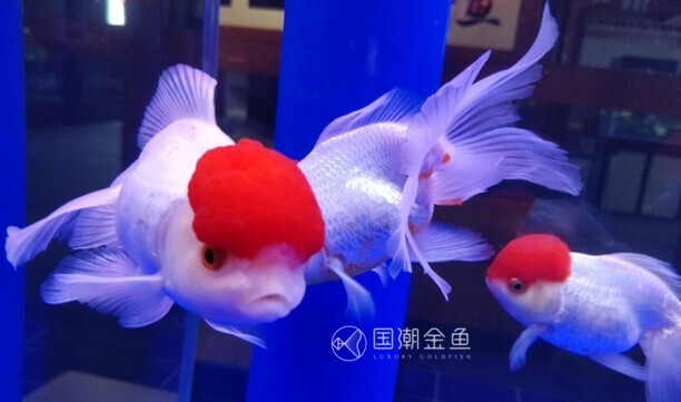 金鱼有哪几种种类