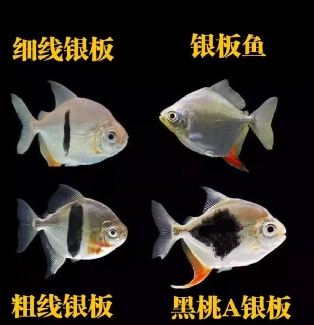 龙鱼最佳配鱼排行-最贵龙鱼混养最佳搭配 龙鱼最佳配鱼排行-最贵龙鱼混养最佳搭配