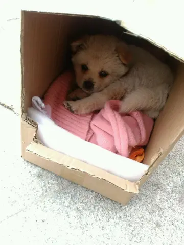 怎样训练蝴蝶犬 怎样训练蝴蝶犬