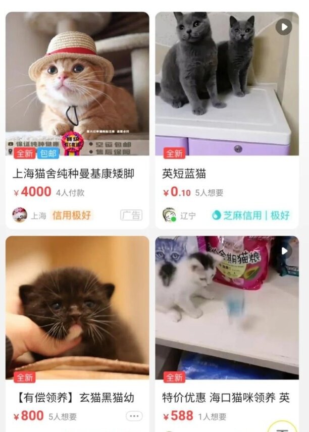 怎么看起司猫的品相图解-起司猫又叫什么