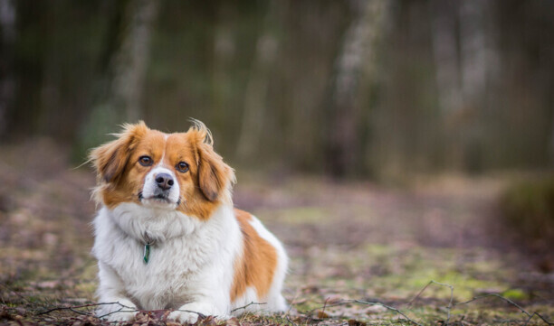 犬窝咳用什么药治疗最有效-犬窝咳如何治疗