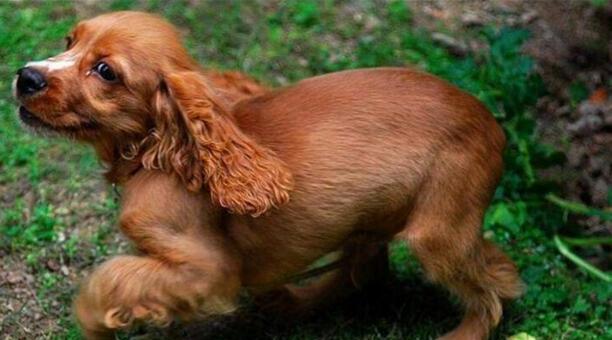 可卡犬价格多少钱一只-2023北京禁养犬名单