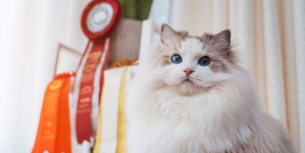 猫咪智商排名前十-猫智商排名是怎样的 猫咪智商排名前十-猫智商排名是怎样的