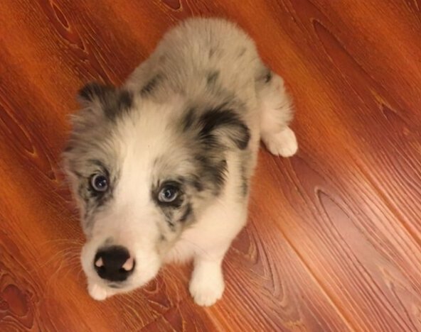 边牧1到12个月成长图-边牧和边境牧羊犬有什么区别