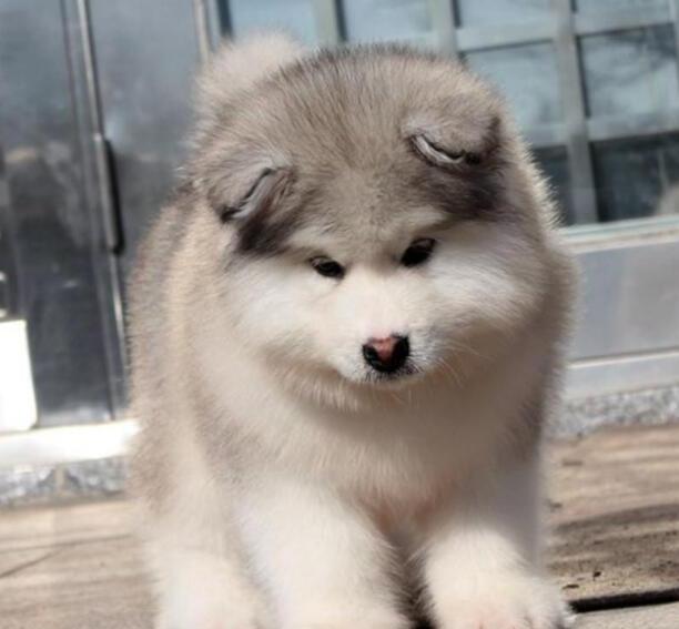 小阿拉斯加-阿拉斯加雪橇犬有什么优点缺点