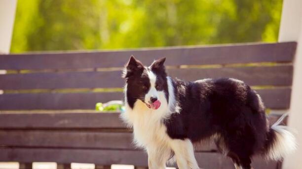 边境牧羊犬好养吗