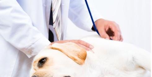 如何分辨是不是犬窝咳-小狗犬窝咳怎么办急 如何分辨是不是犬窝咳-小狗犬窝咳怎么办急