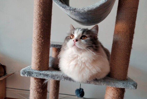 为什么拿破仑猫不建议养-拿破仑猫性格