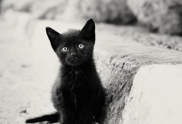 纯黑的猫一般人养不了-黑色的猫是什么品种 纯黑的猫一般人养不了-黑色的猫是什么品种